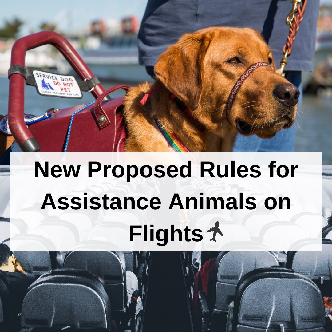 service dog over image of aircraft cabin with caption "New proposed rules for assistance animals on flights"