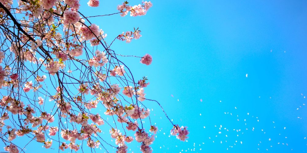 Blue sky and cherry blossoms