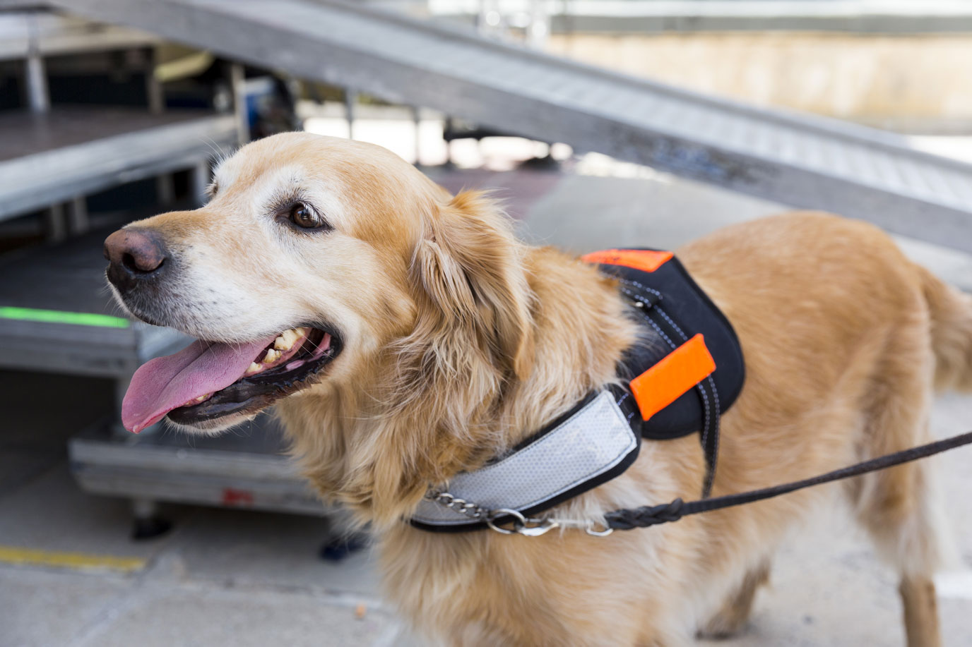 Assistance Animals in Emergency Shelters DRNC