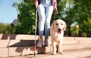 An assistance animal guide dog helps a blind person go down stairs