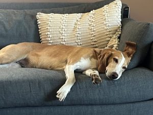 Dr. Nora’s family dog, a shy, sweet rescue pup named Winnie, has free roam of the place.
