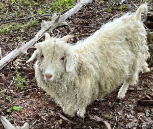 Jubilee Healing Farm's small cabin serves as an inviting space for individual therapy, with views of the farm and a fenced area for curious, friendly goats.