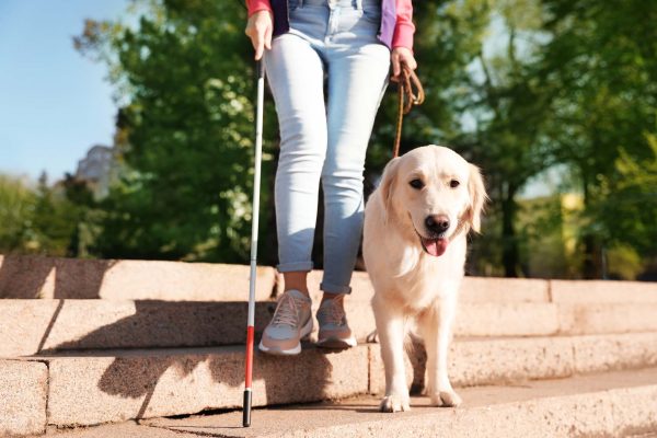 An assistance animal guide dog helps a blind person go down stairs