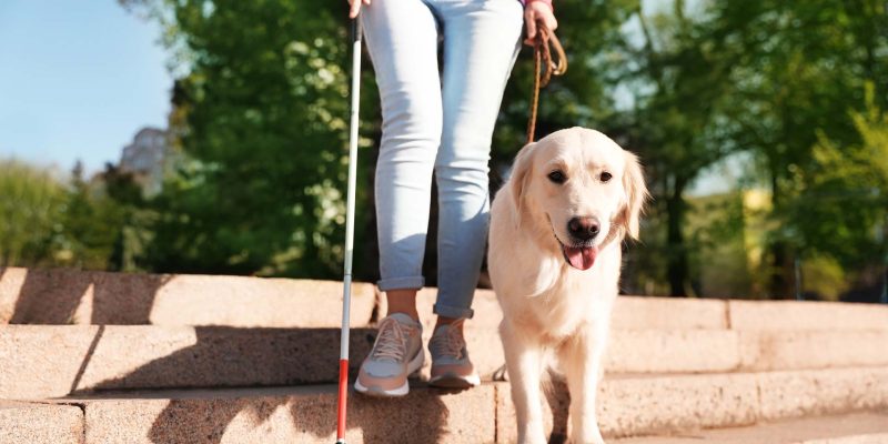 An assistance animal guide dog helps a blind person go down stairs