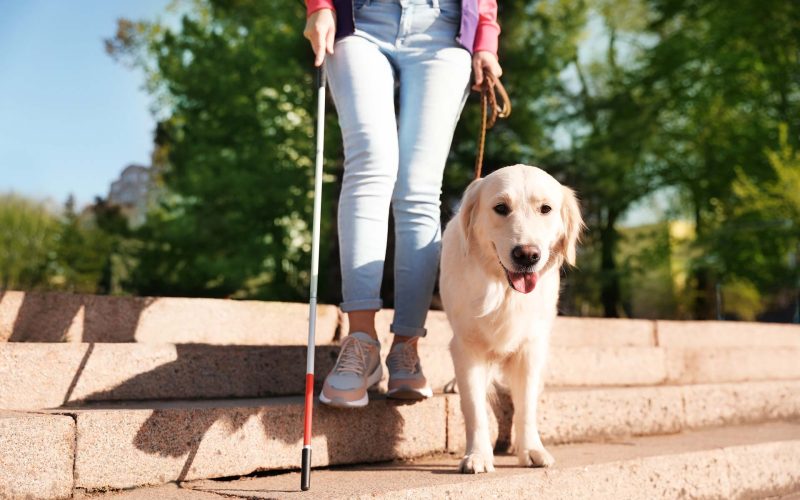 An assistance animal guide dog helps a blind person go down stairs