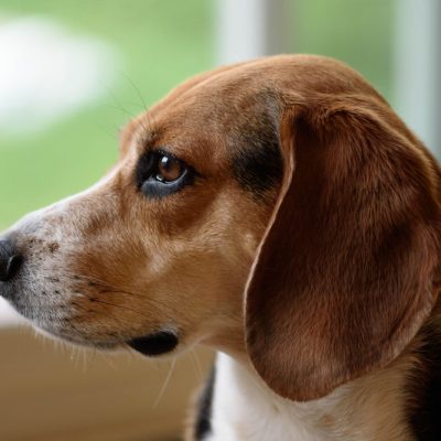brown and white short haired beagle