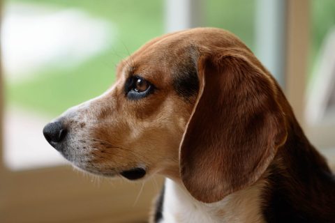 brown and white short haired beagle