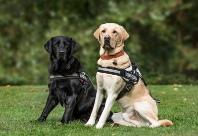 Two service animal dogs sitting on a lawn