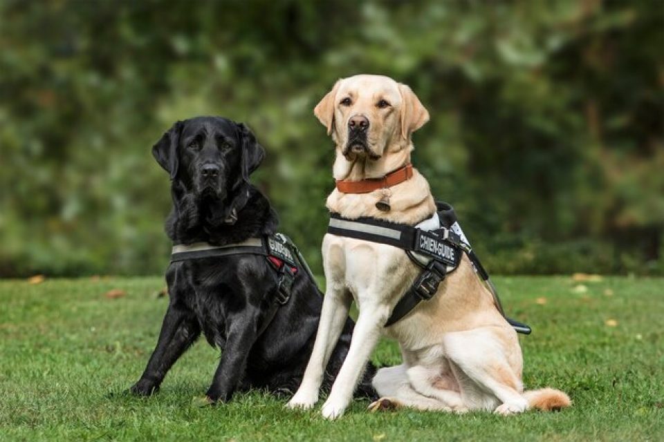 Two service animal dogs sitting on a lawn