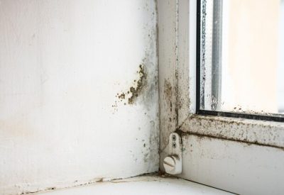 Mold inside the room and next to a window.