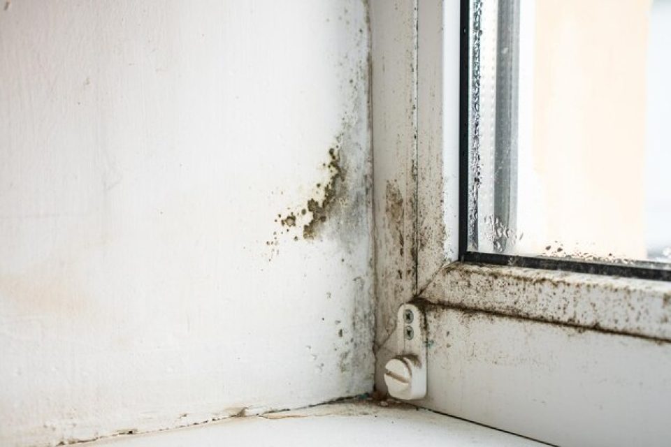 Mold inside the room and next to a window.