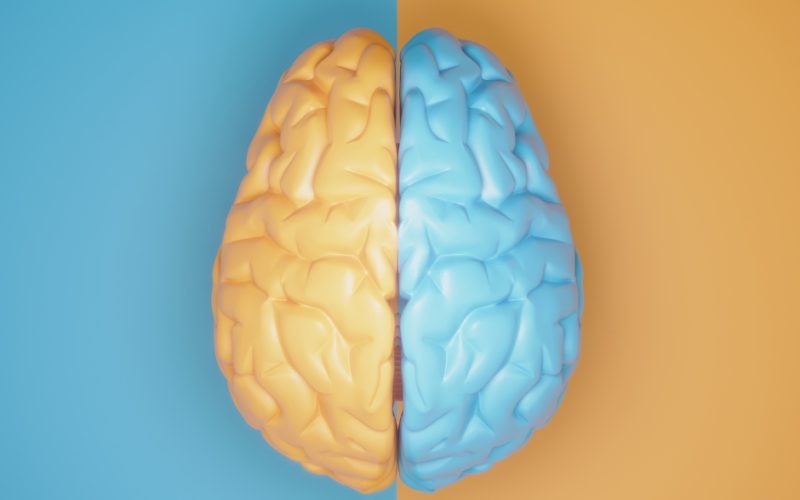 3D image of a plastic brain with half painted yellow, and half painted blue