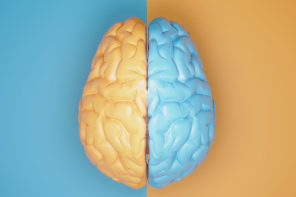 3D image of a plastic brain with half painted yellow, and half painted blue