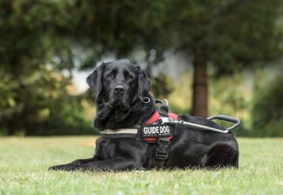 A guide dog lays down on a lawn