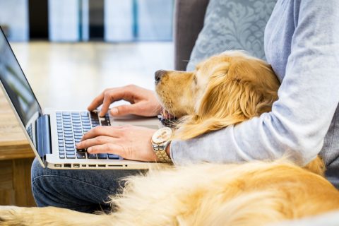 Woman types on computer next to service animal