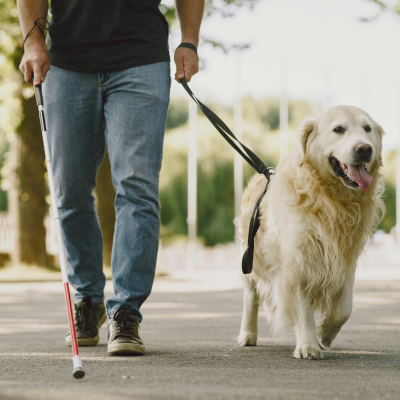 service animals White service dogs walking wiht a blind man using a cane
