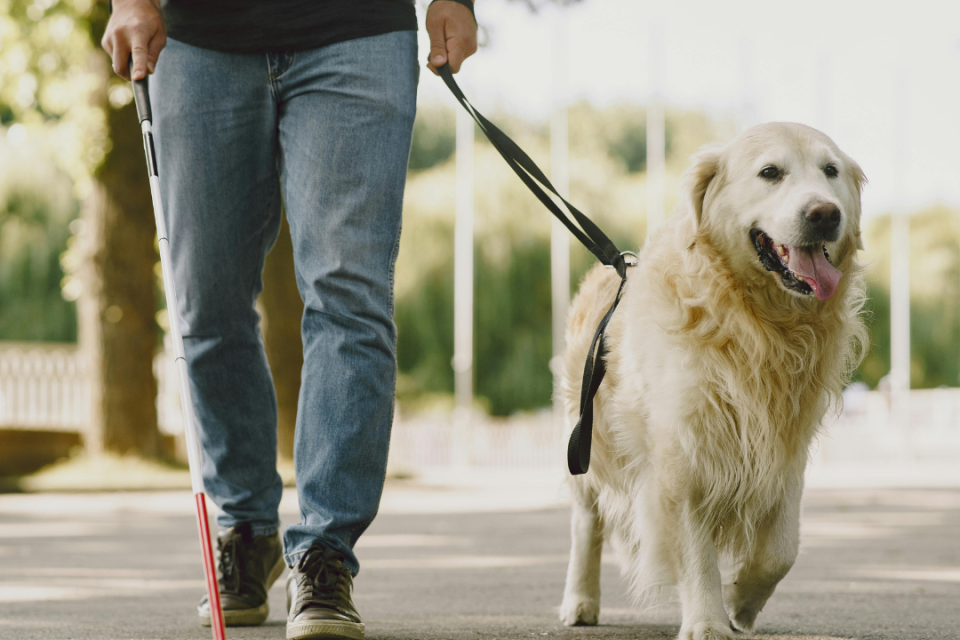White service dogs walking wiht a blind man using a cane