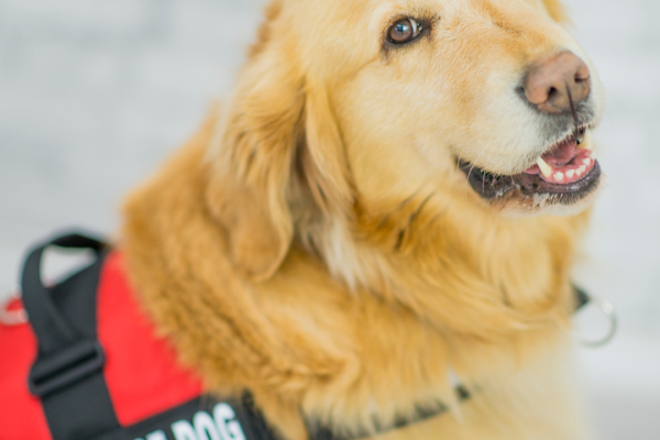 Golden Retriever with service dog vest.