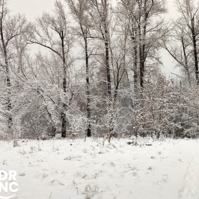 a grove of trees covered in snow near a snowy meadow