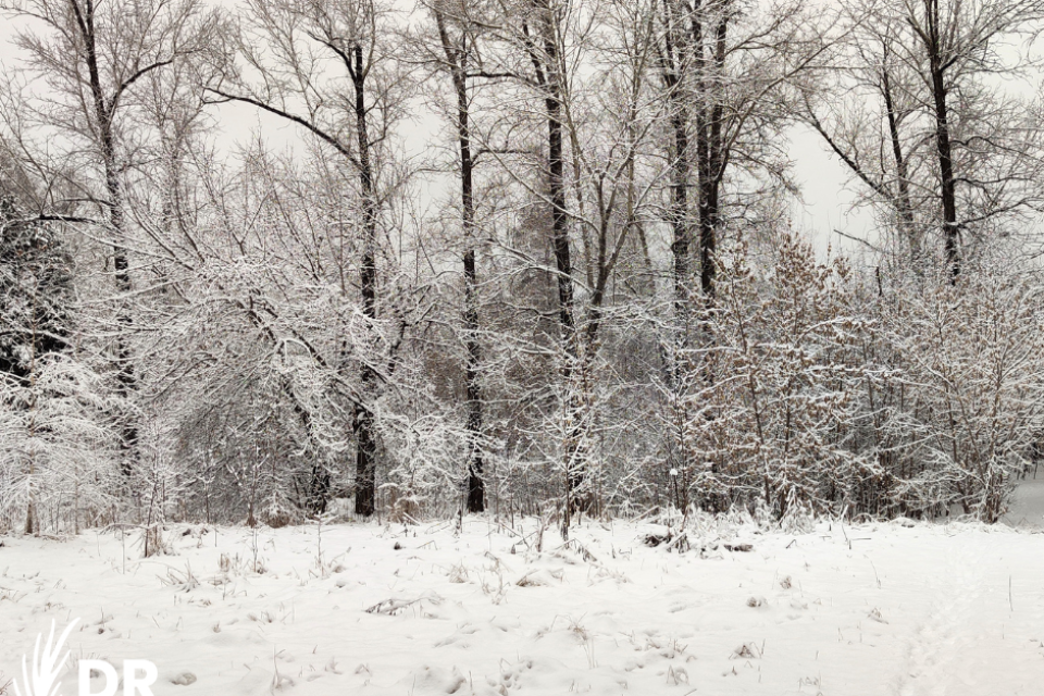 a grove of trees covered in snow near a snowy meadow