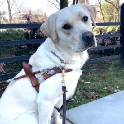 Yellow lab seeing eye dog