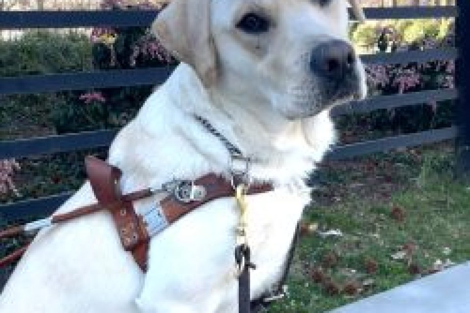 Yellow lab seeing eye dog